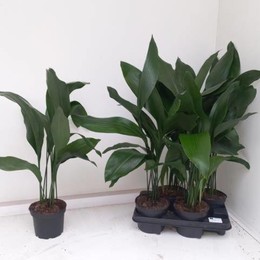 Аспидистра Элатиор ( Aspidistra Elatior ) W 15 см H 70 см 2