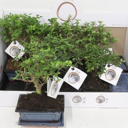 Бонсай, Смешанный В Cera # ( Bonsai Mixed In Cera # ) W 15 см H 20 см