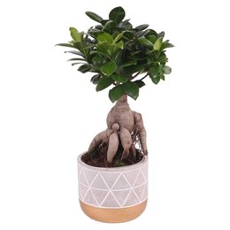 Фикус, М., Банка С Женьшенем W12 См В W15 См, Золотой Бриллиант ( Ficus M. Ginseng Pot W12cm In W15c