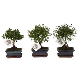 Бонсай, Смешанный В Керамической Форме Шара Диаметром 15 См С Соусом ( Bonsai Mixed In W15cm Ceramic