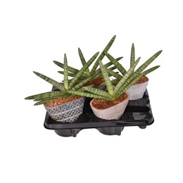 Сансевиерия цилиндрическая "горизонт" с керамической накидкой ( Sansevieria Cylindrica 'skyline' Met