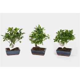 Бонсай, смешанный в керамическом шаре Ume 15 см / s-образной формы ( Bonsai Mixed In W15cm Ceramic B