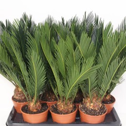 Революция саговника ( Cycas Revoluta ) W 14 см H 55 см