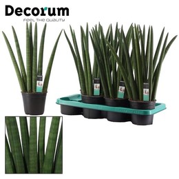 Веер Sansevieria Cylindrica 14 См ( Sansevieria Cylindrica 14 Cm Fan (decorum) ) W 14 см H 50 см