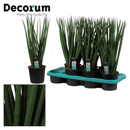 Сансевиерия Цилиндрическая 14 См Спагетти ( Sansevieria Cylindrica 14 Cm Spaghetti (decorum) ) W 14