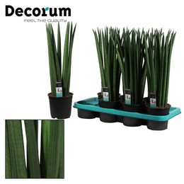 Сансевиерия цилиндрическая 14 см прямая ( Sansevieria Cylindrica 14 Cm Straight (decorum) ) W 14 см