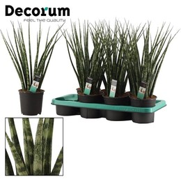 Сансевиерия Папоротниковая 14 См ( Sansevieria Fernwood 14 Cm (decorum) ) W 14 см H 45 см