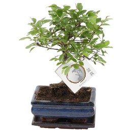 Бонсай "Зелкова Парв." В Форме Керамического Шара Диаметром 15 См ( Bonsai 'zelkova Parv.' In W15cm