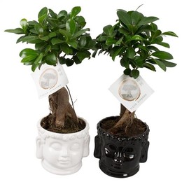Фикус, М., Банка С Женьшенем W12 См В W15 См, Голова Будды, Синий ( Ficus M. Ginseng Pot W12cm In W1
