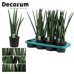 Сансевиерия Цилиндрическая 14 См Смешанная (приличная) ( Sansevieria Cylindrica 14 Cm Mixed (decorum