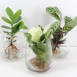 Стекло Arr3 VDE Толщиной L X4 ( Arr3 Vde - Glas Dik L X4 ) W 14 см H 30 см