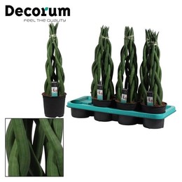 Башня Sansevieria Cylindrica 14 См ( Sansevieria Cylindrica 14 Cm Tower (decorum) ) W 14 см H 50 см