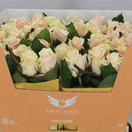 Rosa Gr Talea (Роза Гр Талея) В50