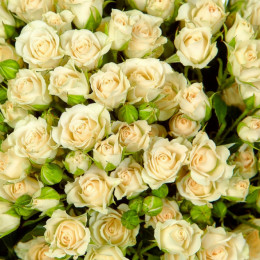 Rosa Spray Vanilla  Buket (Роза Спрей Ванила Букет) B60
