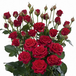Rosa Spray Mirabel (Роза Спрей Мирабель) В50 (Цветы Удмуртии)
