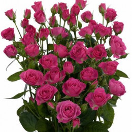 Rosa Spray Lovely Lidia (Роза Спрей Лавли Лидия) В60