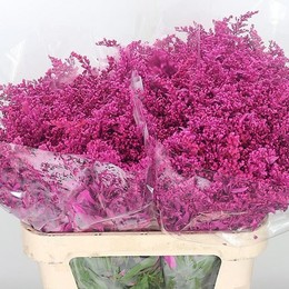 Solidago dyed Cerise (Солидаго дайд Серес) В70