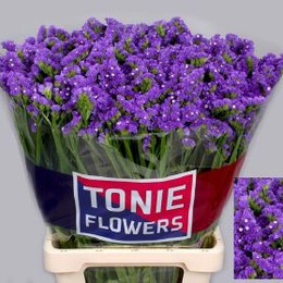 Statice Crystal Dark Blue (Статица Кристал Дарк Блу) В70