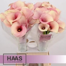 Zantedeschia Pink Melody (Калла Пинк Мелоди) В65