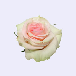 Роза MARZIPAN (МАРЗИПАН) В80