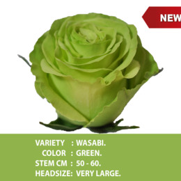 Роза WASABI (ВАСАБИ) В50