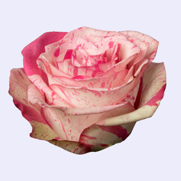 Роза MAGIC TIMES (Меджик Тайм) В60 Star Roses