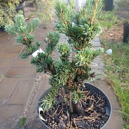 Ель обыкновенная Lombartsii (Ломбартси)