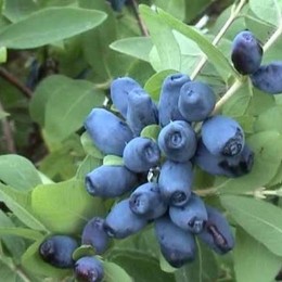 Жимолость камчатская Синичка