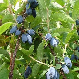Жимолость камчатская Синяя птица