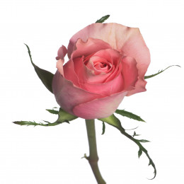 Rosa Ace Pink (Роза Айс Пинк) В40