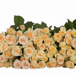 Rosa Axana (Роза Аксана) В40