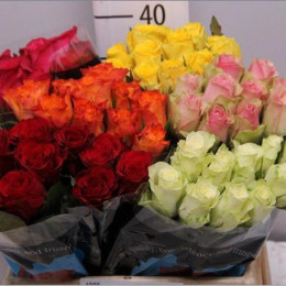 Rosa Mix (Роза Микс) В35 Simbi