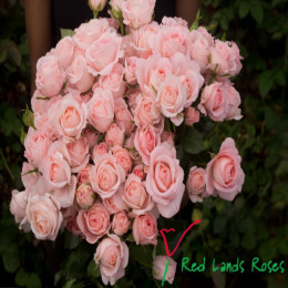 Rosa bellinda kiss (Роза Белинда кисс) В70