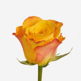 Rosa sunny (Роза Санни) В70