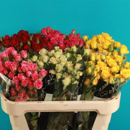 Spray Mix (Спрей Микс) В70 Gtulip