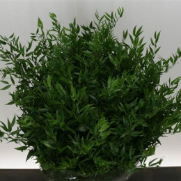 Ruscus Italie (Рускус Италика) В100