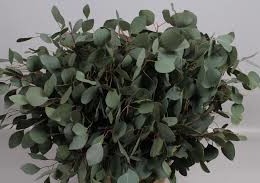 Eucalyptus popufolia (Эвкалипт попуфолия)В65