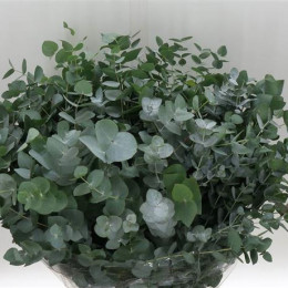 Eucalyptus cinerea (Эвкалипт цинерия) В50