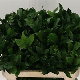 Ruscus (Рускус) В60