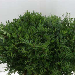 Pistacia Blad (Пистация Блад) В60