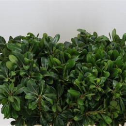 Pittosporum Nurit (Питтоспорум Нурит) В60