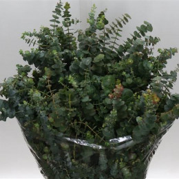 Eucalyptus baby blue per bunch(Эвкалипт бейби блу пер банч) В80