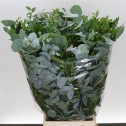 Eucalyptus Mixed Short(Эвкалипт Микс Шорт)В50