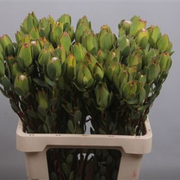 Leucad Discolor Green (Леукадендрон Дисколор грин) В60