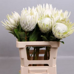 Protea Arctic Ice (Протея Артик Айс) В60