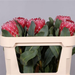 Protea Barbigera Empress (Протея Барбигера Импресс) В70