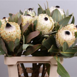 Protea Barbigera Ice Queen (Протея Барбигера Айс Квин) В60