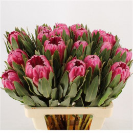 Protea Brenda (Протея Бренда)В60