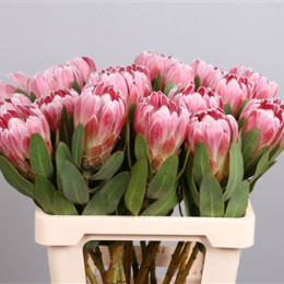 Protea Carnival (Протея Карнивал) В60