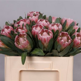 Protea Lady Di (Протея Леди Ди) В50